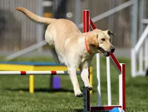 Dog Agility Rating Approaches