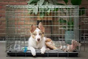 Crate training is an important part of puppyhood, and teaching your pup to pee outside