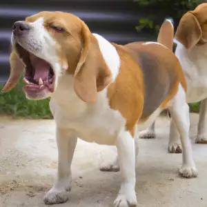 beagles barking
