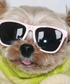 Hello Henri Dog Sunglasses