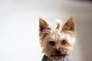 how much does a yorkshire terrier cost