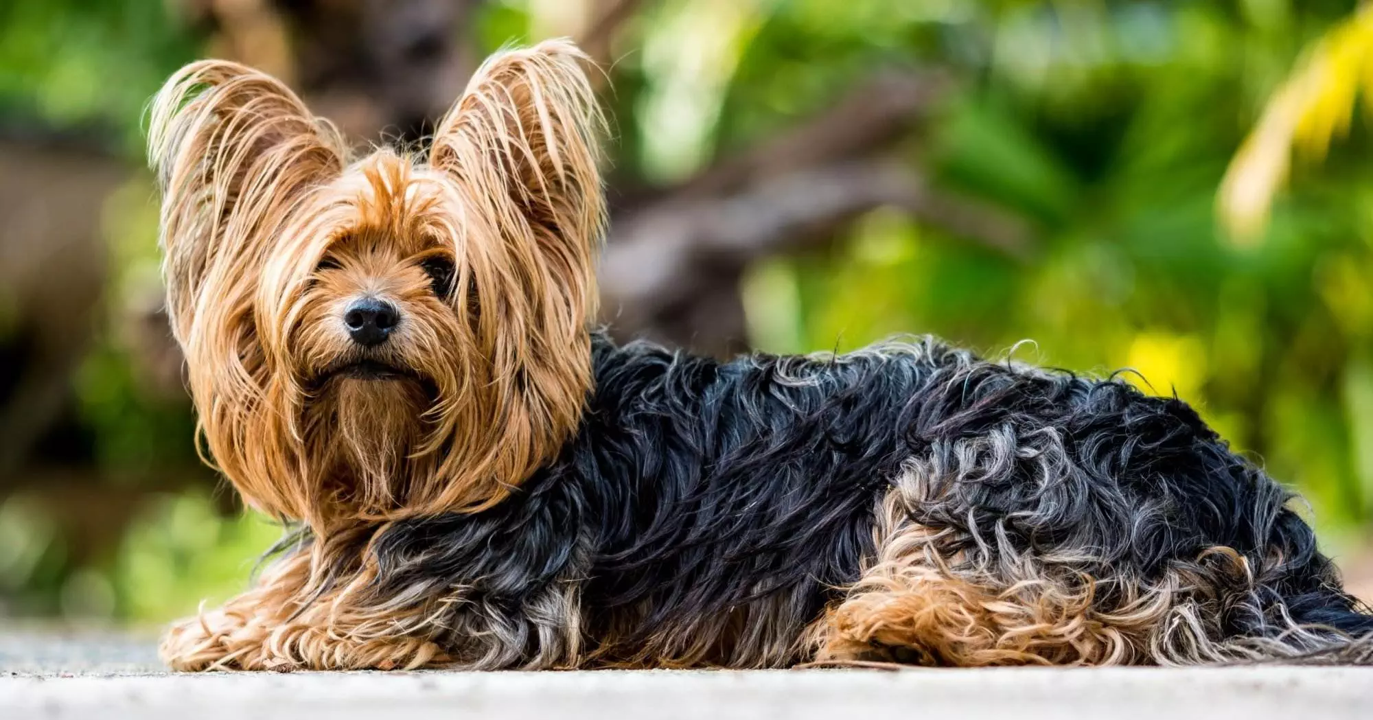 How Often Should You Bathe A Yorkshire Terrier