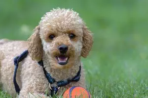 Why Poodles Are The Best Dogs