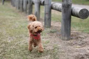 How To Train A Toy Poodle