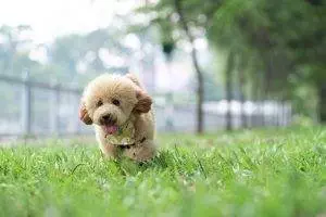 How much does a toy poodle cost
