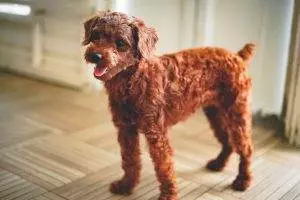 How Long Does A Toy Poodle Live