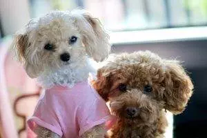 How Much Does A Toy Poodle Weight