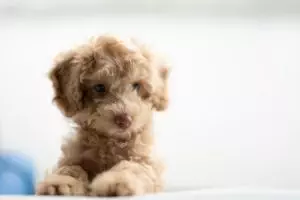 How Much Is A Toy Poodle