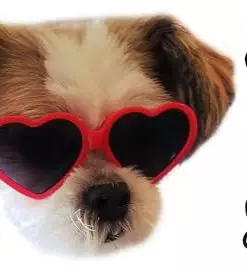3-Pack Dog Cat Pet Heart Sunglasses Goggles for Small Breeds up to 15lbs G027-NP (Red+ Black +Tortoise Brown)